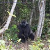 201 PPG Ile aux Gorilles Groupe 4 Jeune Male en Foret 14E5K3IMG_99709wtmk.jpg