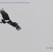 011 PPG Plateaux Bateke Oiseau Cigogne de Abdim Ciconia abdimii en Vol 14E5K3IMG_99296awtmk.jpg