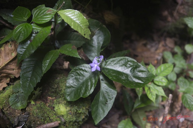 013 LIPOPA 1 la Foret Plante avec Fleur Violette 16E5K3IMG_120276wtmk.jpg