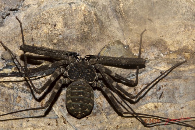 033 LIPOPA 1 la Grotte Arthropoda Arachnida Amblypygi Amblypyge 16E5K3IMG_120228awtmk.jpg