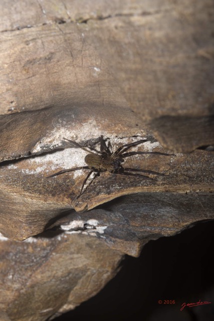 036 LIPOPA 1 la Grotte Arthropoda Arachnida Araneae Araignee 16E5K3IMG_120233wtmk.jpg