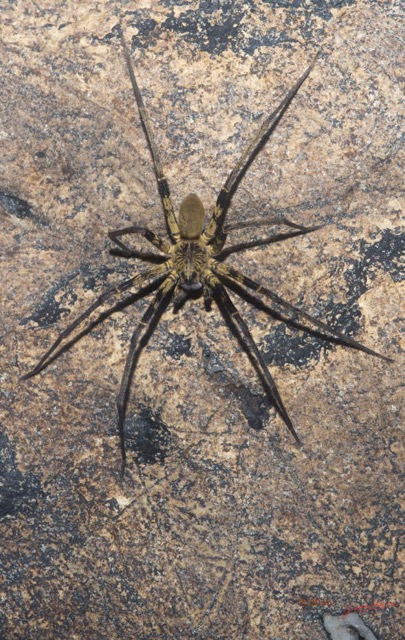 038 LIPOPA 1 la Grotte Arthropoda Arachnida Araneae Araignee 16E5K3IMG_120252wtmk.jpg