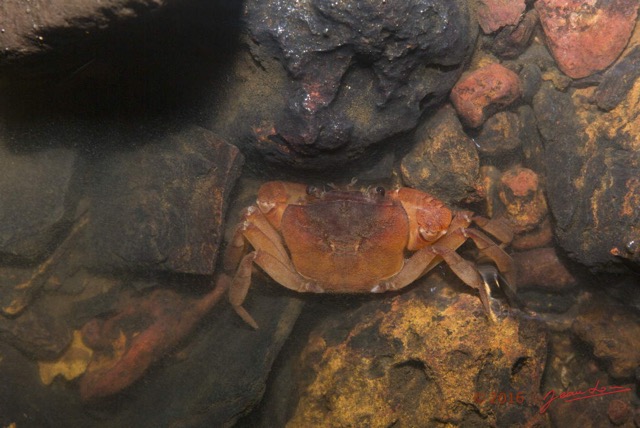 040 LIPOPA 1 la Grotte Arthropoda Melacostraca Decapoda Crabe 16E5K3IMG_120237wtmk.jpg