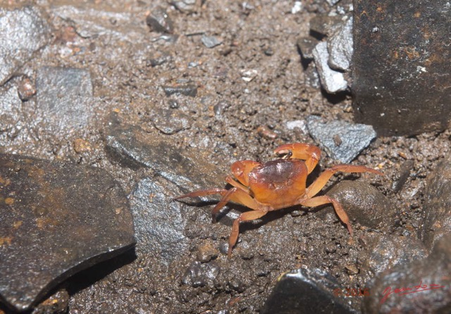 041 LIPOPA 1 la Grotte Arthropoda Melacostraca Decapoda Crabe 16E5K3IMG_120241wtmk.jpg
