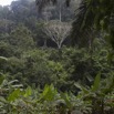 004 MISSIE la Foret Arbre Parasolier Musanga cecropioides et Plantation Bananeraie 16E5K3IMG_120299wtmk.jpg