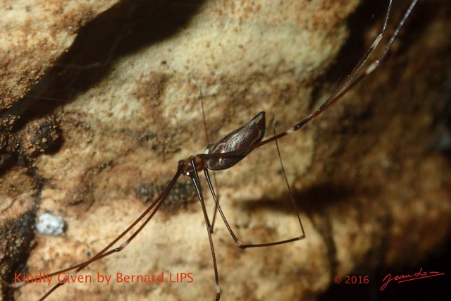 032 Missie la Grotte Arthropoda Arachnida Araneae Araignee Photo Bernard Lips 16OTG3BLIMG_11090wtmk.jpg