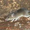 035 Missie la Grotte Chordata Mammalia Rodentia Rat Photo Bernard Lips 16OTG3BLIMG_11027wtmk.jpg