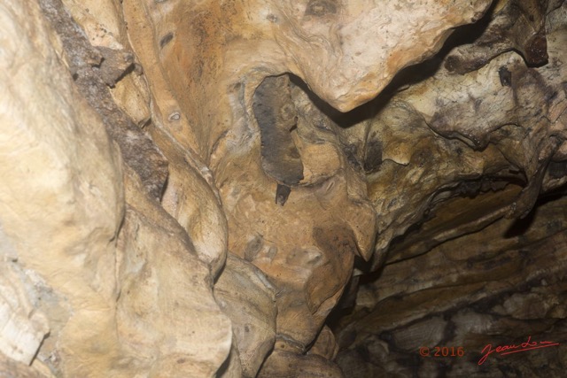 046 MISSIE la Grotte Paroi et Chauve-Souris Chordata Mammalia Chiroptera Hipposideridae Hipposideros caffer 16E5K3IMG_120355wtmk.jpg