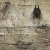 048 MISSIE la Grotte Paroi et Chauve-Souris Chordata Mammalia Chiroptera Hipposideridae Hipposideros caffer 16E5K3IMG_120385awtmk.jpg