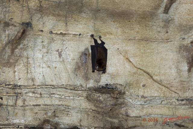 051 MISSIE la Grotte Paroi et Chauve-Souris Chordata Mammalia Chiroptera Hipposideridae Hipposideros caffer 16E5K3IMG_120388wtmk.jpg