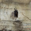 051 MISSIE la Grotte Paroi et Chauve-Souris Chordata Mammalia Chiroptera Hipposideridae Hipposideros caffer 16E5K3IMG_120388wtmk.jpg