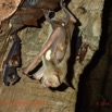 054 Missie la Grotte Paroi et Chauve-Souris Chordata Mammalia Chiroptera Hipposideridae Hipposideros caffer Photo Bernard Lips 16OTG3BLIMG_11033wtmk.jpg