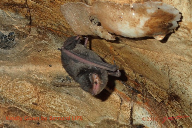 055 Missie la Grotte Paroi et Chauve-Souris Chordata Mammalia Chiroptera Miniopteridae Miniopterus sp Photo Bernard Lips 16OTG3BLIMG_11043wtmk.jpg