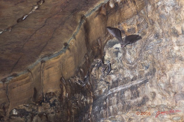 056 MISSIE la Grotte Paroi et Chauve-Souris Chordata Mammalia Chiroptera Pteropodidae Roussettus aegyptiacus 16E5K3IMG_120338wtmk.jpg
