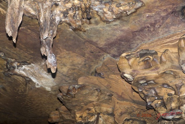 060 MISSIE la Grotte Paroi et Chauve-Souris Chordata Mammalia Chiroptera Pteropodidae Roussettus aegyptiacus 16E5K3IMG_120345wtmk.jpg