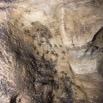 068 MISSIE la Grotte Paroi et Insecta Orthoptera Gryllidae Colonie de Grillons 16E5K3IMG_120354wtmk.jpg