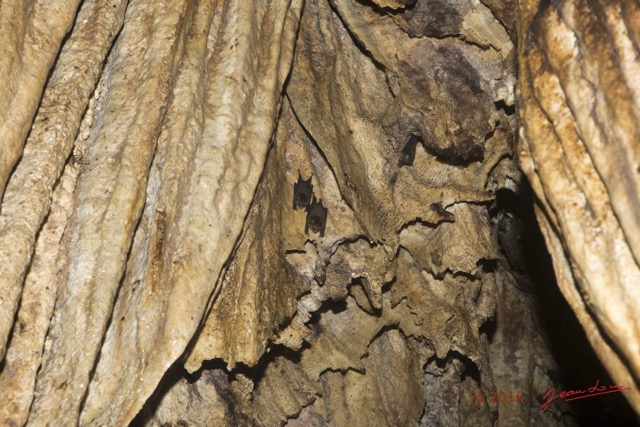 071 MISSIE la Grotte Plafond Concretions et Chauve-Souris Chordata Mammalia Chiroptera Hipposideridae Hipposideros caffer 16E5K3IMG_120406wtmk.jpg