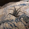 040 BOUKAMA la Grotte Arthropoda Arachnida Amblypygi Amblypyge 16E5K3IMG_120121wtmk.jpg