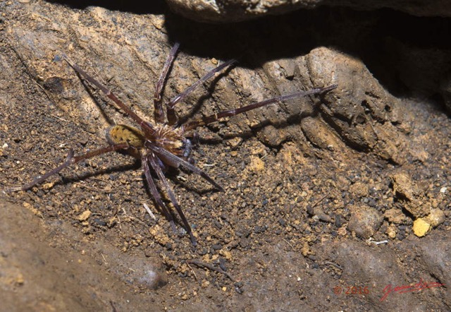 078 BOUKAMA la Grotte Arthropoda Arachnida Araneae Araignee 16E5K3IMG_120133awtmk.jpg