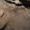 079 BOUKAMA la Grotte Arthropoda Arachnida Araneae Araignee 16E5K3IMG_120133wtmk.jpg