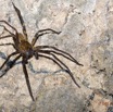 080 BOUKAMA la Grotte Arthropoda Arachnida Araneae Araignee 16E5K3IMG_120138awtmk.jpg