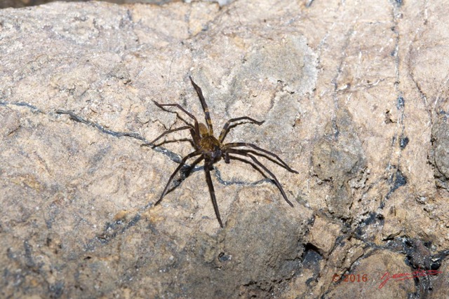 081 BOUKAMA la Grotte Arthropoda Arachnida Araneae Araignee 16E5K3IMG_120138wtmk.jpg
