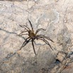 081 BOUKAMA la Grotte Arthropoda Arachnida Araneae Araignee 16E5K3IMG_120138wtmk.jpg