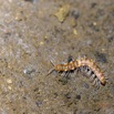 097 BOUKAMA la Grotte Arthropoda Myriapoda Diplopoda Scolopendre 16E5K3IMG_119908wtmk.jpg