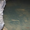 151 BOUKAMA la Grotte Tunnel Riviere Souterraine et Poisson Silure Chordata Actinopterygii Siluriformes 16E5K3IMG_120002wtmk.jpg