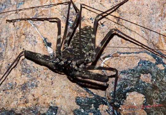 BOUKAMA-la-Grotte-Arthropoda-Arachnida-Amblypygi-Amblypyge-16E5K3IMG_120121awtmk-Web