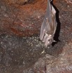 110 Grotte de ZADIE Chauve-Souris Roussette Rousettus aegyptiacus au Plafond 11E5K2IMG_69767awtmk.jpg