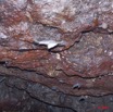 037 Grotte du FAUCON Cavite et Chauve-Souris Hypocideros caffer 11E5K2IMG_70418wtmk.jpg