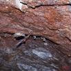 041 Grotte du FAUCON Paroi et Chauve-Souris Hypocideros caffer 11E5K2IMG_70427wtmk.jpg