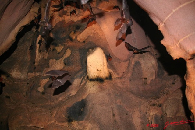 022 KELANGO Grotte Concretion avec Chauve-Souris 8EIMG_20071WTMK.JPG