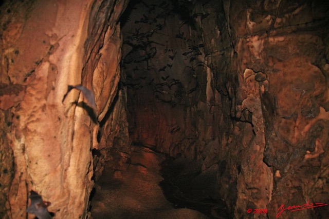 029 KELANGO Grotte Tunnel avec Chauve-Souris 8EIMG_20039WTMK.JPG