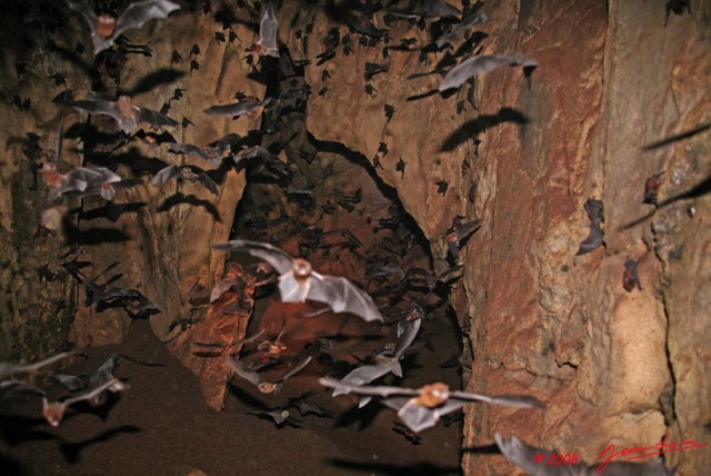 030 KELANGO Grotte Tunnel avec Chauve-Souris 8EIMG_20042WTMK.JPG