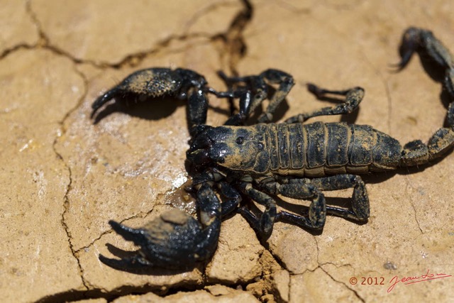011 IKEI Arthropode Scorpion Pandinus imperator 12E5K2IMG_74958wtmk.jpg
