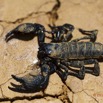 011 IKEI Arthropode Scorpion Pandinus imperator 12E5K2IMG_74958wtmk.jpg