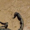 012 IKEI Arthropode Scorpion Pandinus imperator 12E5K2IMG_74962wtmk.jpg