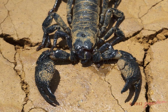 013 IKEI Arthropode Scorpion Pandinus imperator 12E5K2IMG_74964wtmk.jpg