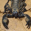 013 IKEI Arthropode Scorpion Pandinus imperator 12E5K2IMG_74964wtmk.jpg