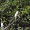082 MINKEBE Riviere WA Oiseau Heron Gardeboeufs Bubulcus ibis 13E5K3IMG_91928wtmk.jpg