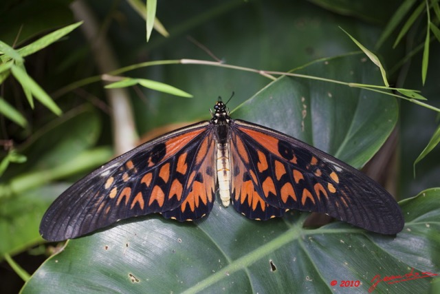 143 Monts de Cristal Lepidoptere Papilio Antimachus 10E5K2IMG_59381wtmk.jpg
