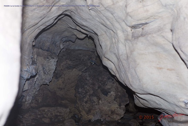 040 PAHON 1a la Grotte Cavite Secondaire et Oiseau Picatharte du Cameroun Picathartes oreas 15E5K3IMG_115383wtmk.jpg