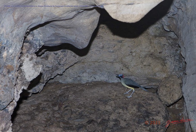 045 PAHON 1a la Grotte Cavite Secondaire et Oiseau Picatharte du Cameroun Picathartes oreas 15E5K3IMG_115386awtmk.jpg