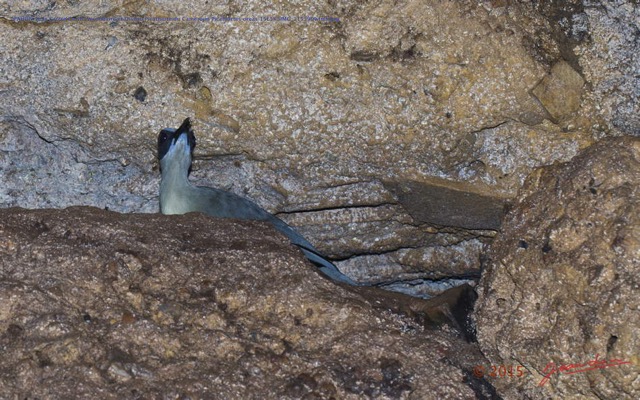 050 PAHON 1a la Grotte Cavite Secondaire et Oiseau Picatharte du Cameroun Picathartes oreas 15E5K3IMG_115399wtmk.jpg
