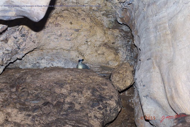 053 PAHON 1a la Grotte Cavite Secondaire et Oiseau Picatharte du Cameroun Picathartes oreas 15E5K3IMG_115396wtmk.jpg
