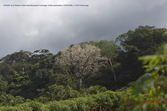 078 PAHON 1a le Retour Arbre Bombacaceae Fromager Ceiba pentandra 15E5K3IMG_115457wtmk.jpg