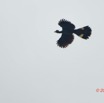 111 POISSONS 5 Piste La Lope-Lastoursville Oiseau 012 Aves Musophagiformes Musophagidae Touraco Geant Corythaeola cristata 19E80DIMG_190707140975_DxO-1wtmk 150k.jpg