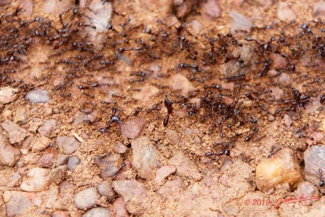 134 POISSONS 5 Piste La Lope-Lastoursville Insecta 025 Hymenoptera Formicidae Fourmi Magnan Dorylus sp Colonne 19E80DIMG_190707141044_DxOwtmk 150k.jpg